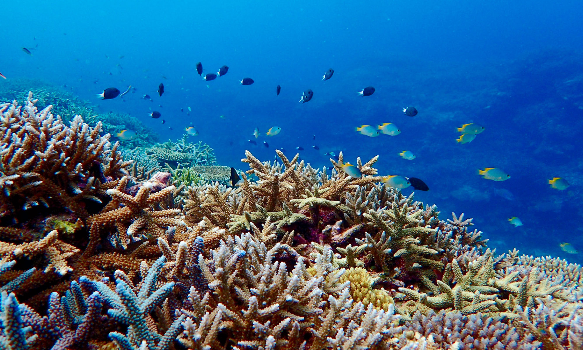 八重山コーラルリーフセイバーズ